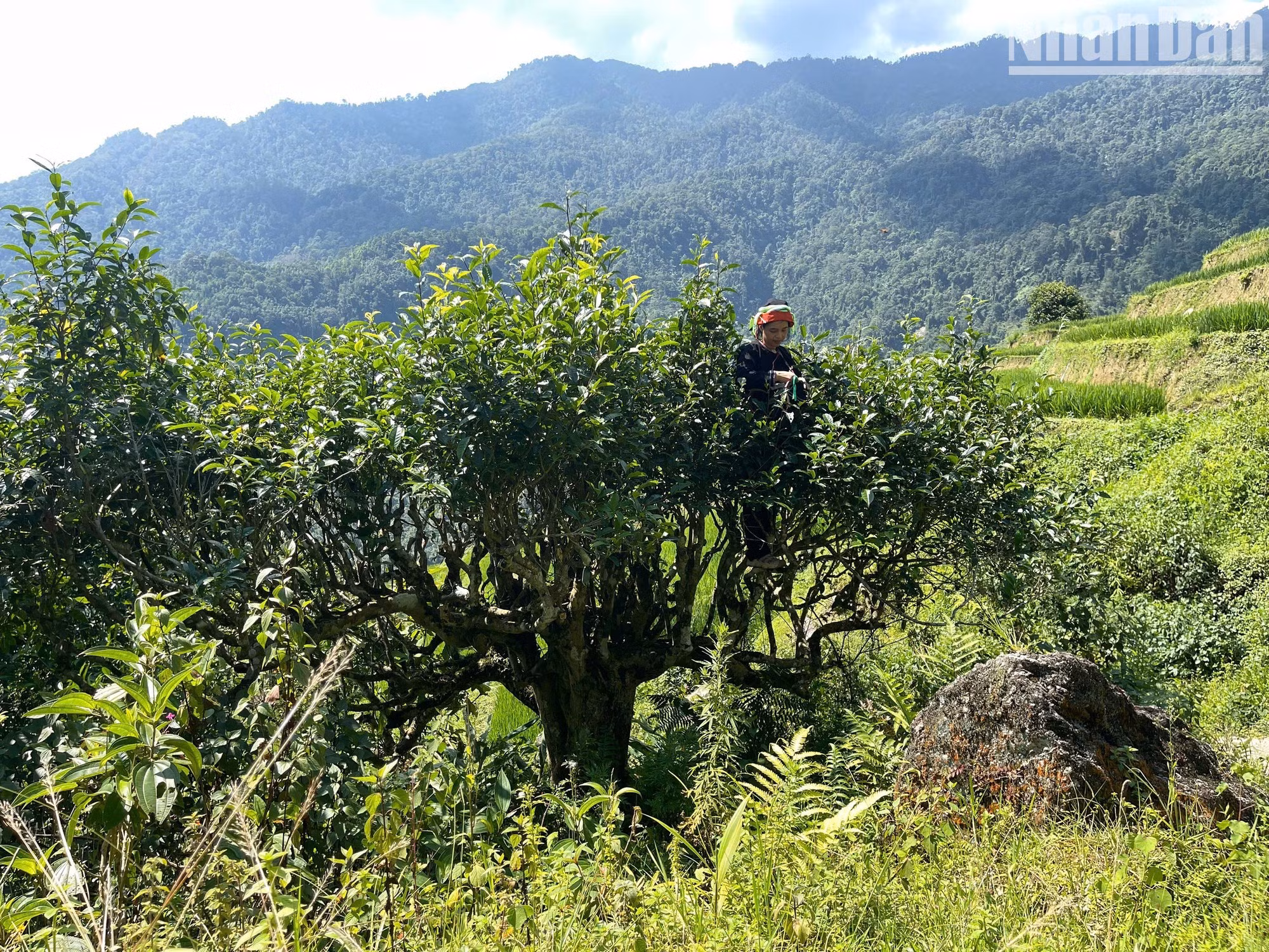 Shan Tuyet tea trees in Cao Bo grow at high altitudes, creating distinctive characteristics in terms of quality and flavour. Unlike the low tea bushes reaching waist height in the midland areas, Shan Tuyet tea trees here grow into large trunks, and local people have to climb onto the branches to pick each young tea bud.