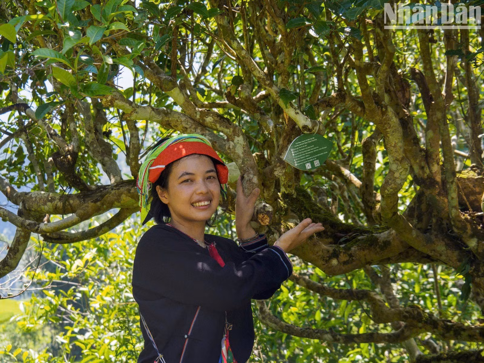 Chang Thi Bich, a young Dao woman in a traditional long tunic, was born and raised in Lung Tao Village, Cao Bo Commune. After graduating from a college of pharmacy and working for several years in the city, Bich took part in a capacity-building programme for young people in mountainous areas and decided to leave the city and return to her homeland to build her family’s artisanal tea brand in combination with community-based tourism.