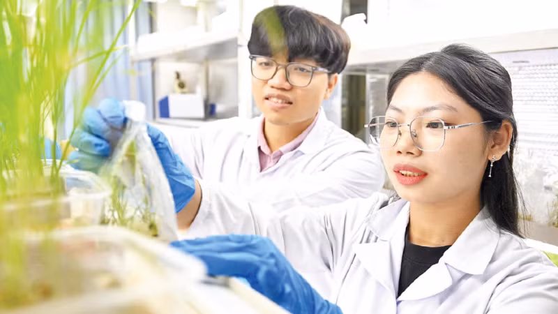 Postgraduate researchers at the Agricultural Genetics Institute examine crop samples. (Photo: The Dai)