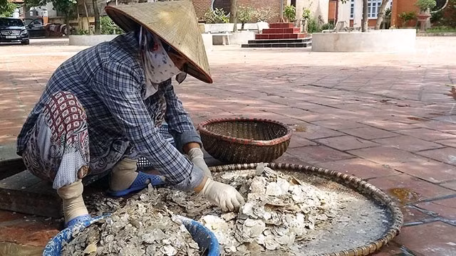 Diep (scallop) shells are processed to make powder. (Photo: LE BICH)