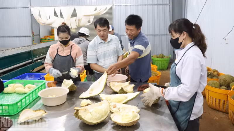 The agricultural sector serves as a stabilising pillar, sustaining growth momentum and expanding the economic scale of Dak Lak Province.