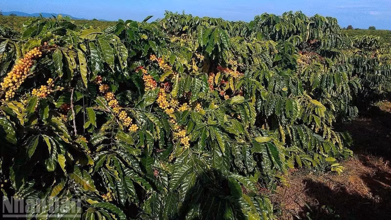 Dak Lak is the "coffee capital" of Viet Nam.