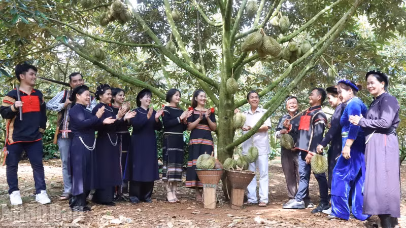 Growing durian has helped thousands of households in Dak Lak become millionaires and billionaires.