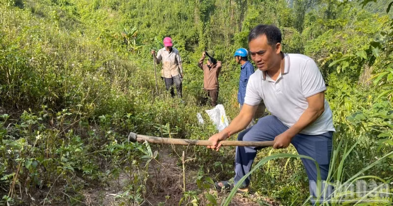 Tree planting in Khoi Village, Tam Thai Commune, Nghe An Province. (Photo: VAN THANH)