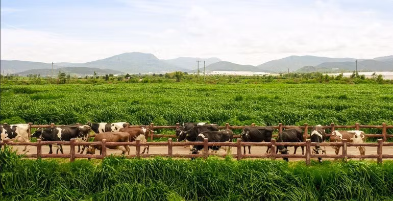 The network of 15 farms certified to European Organic and Global S.L.P. standards serves as the foundation enabling Vinamilk to secure a high-quality raw milk supply. (Photo: Minh Anh)
