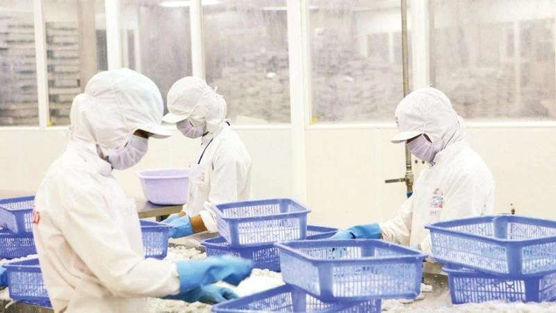 Workers are processing seafood at a company in Can Tho. (Photo: DUC ANH)