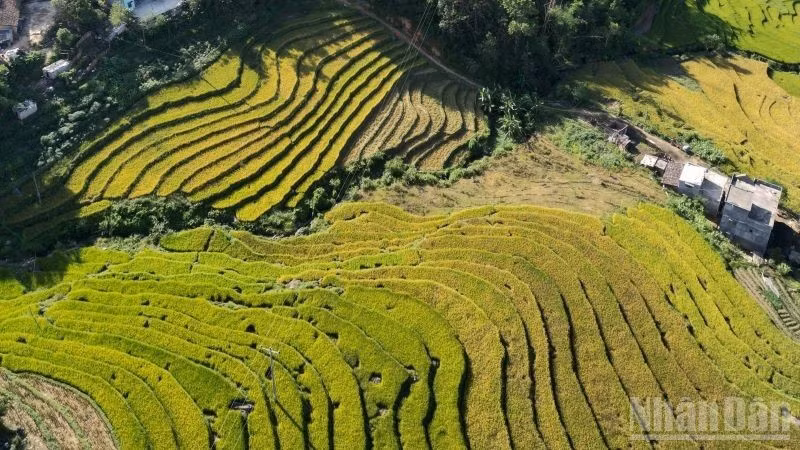 Terraced fields in Binh Lieu District, Quang Ninh Province, seen from above. (Photo: QUOC TOAN)