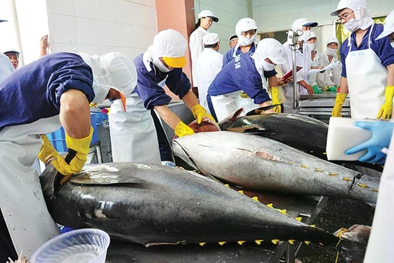 Viet Nam's tuna export sector continues to face a critical challenge in sourcing raw materials, as the majority of enterprises still rely heavily on imported tuna for processing.