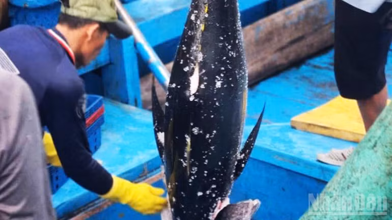 Ocean tuna is a flagship product of Gia Lai, delivering high economic value.