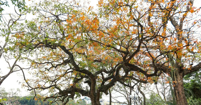 Leaves of ‘loc vung’ (Barringtonia acutangula tree) change colour beside Hoan Kiem Lake (Photo: VNA)