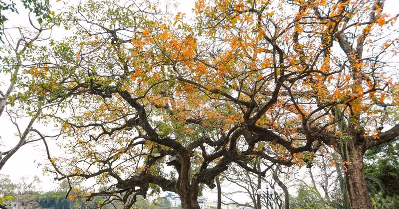 Leaves of ‘loc vung’ (Barringtonia acutangula tree) change colour beside Hoan Kiem Lake (Photo: VNA)
