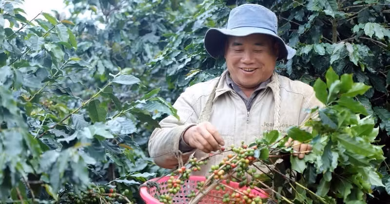 A farmer in Chieng Mai commune, Son La province, harvests coffee cherries. (Illustrative photo: VNA) 