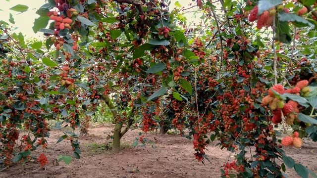 Summer starts with colourful mulberry season in Hanoi’s suburbs ảnh 3 Summer starts with colourful mulberry season in Hanoi’s suburbs ảnh 3