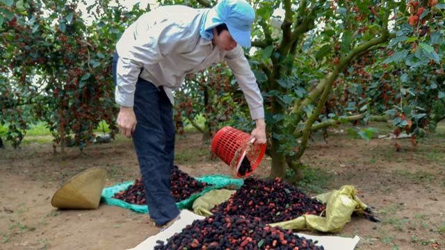 Summer starts with colourful mulberry season in Hanoi’s suburbs ảnh 8 Summer starts with colourful mulberry season in Hanoi’s suburbs ảnh 8