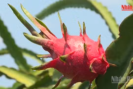 Viet Nam records nearly 17 billion USD trade surplus in agriculture, forestry and fisheries