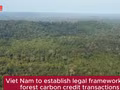 [VIDEO] Viet Nam to establish legal framework for forest carbon credit transactions