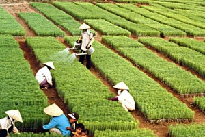 For more than six decades, the tree planting festival initiated by President Ho Chi Minh has become a cultural tradition each Spring.
