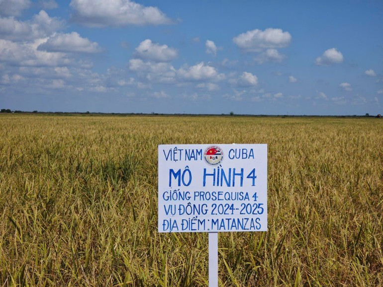 The "two-season intensive farming" model (Model 4) was implemented on nearly 9,850 ha, reaching over 102% of the plan, with an average yield of 8.58 tonnes/ha/year. (Photo: Embassy of Viet Nam in Cuba) long5.jpg