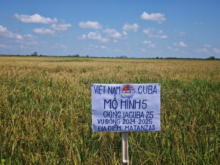The "expanded production" model (Model 5), the largest in scale, covered nearly 76,000 ha, equivalent to 95% of the project plan. (Photo: Embassy of Viet Nam in Cuba) long4.jpg