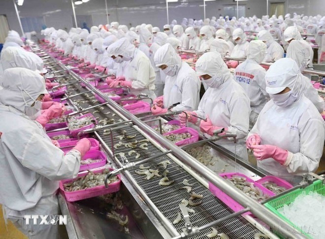 Workers process shrimp for export at the Minh Phu Seafood Group's factory in Ca Mau province. (Photo: VNA)