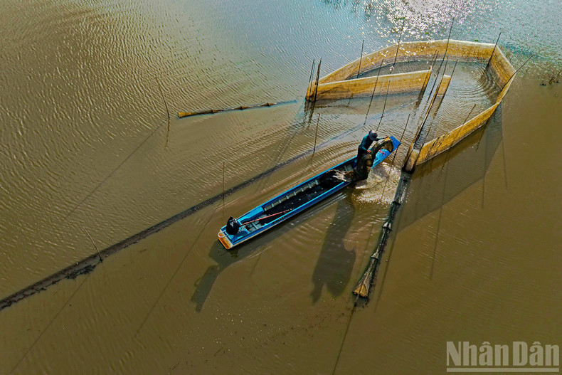 Harvesting shrimp and fish from fish traps.