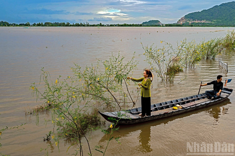 Harvesting sesbania flowers during seasonal floodwaters.