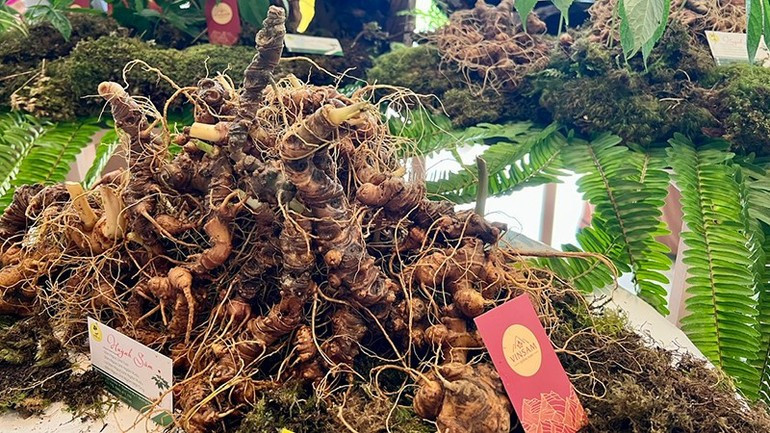 Ngoc Linh Ginseng is now present in various domestic and international markets. tin-16.jpg