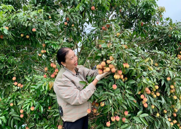 Farmers in Doan Dao Commune, Hung Yen Province, enjoyed a bumper lychee season with earnings exceeding 500 million VND per hectare per year. 3-7-vai-trung-xa-phan-sao-nam-2.jpg