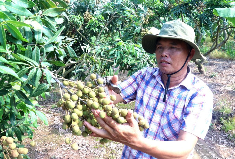 Farmers in Tan Hung Commune switch crops, forming one of Hung Yen’s largest longan-growing zones. 5-2.jpg