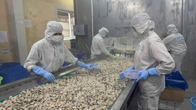 Workers at Viet Truong Company Limited - a seafood processing and exporting enterprise in the port city of Hai Phong. (Photo: VNA) Workers at Viet Truong Company Limited - a seafood processing and exporting enterprise in the port city of Hai Phong. (Photo: VNA)