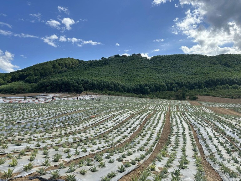 By 2024, the entire region had over 6,800 hectares of pineapple cultivation concentrated in Thanh Hoa, Nghe An, and Ha Tinh Provinces. z6878115705029-2aa05595c06706ee1fffa0c21140cdcf-6447.jpg