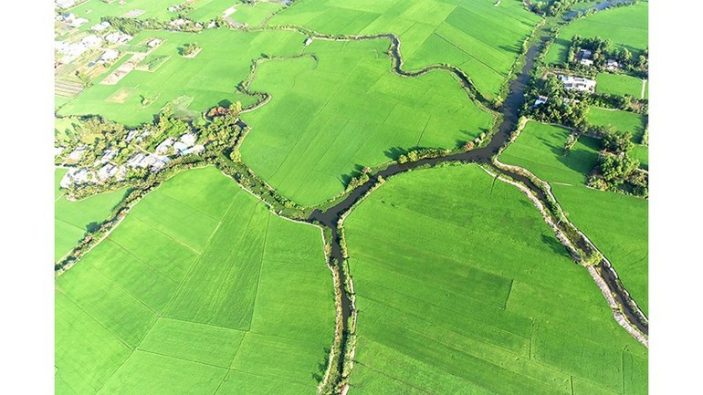 The green carpet of the delta.