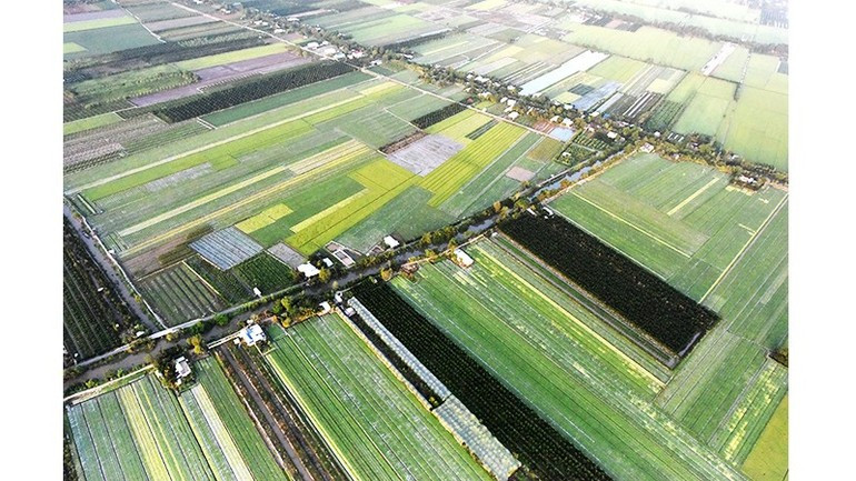 The Mekong Delta’s fields in season.