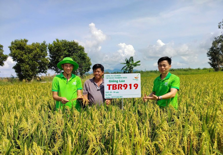 Many rice varieties of ThaiBinh Seed Group Joint Stock Company are widely used by farmers nationwide. (Photo: Linh Vu) 1-ong-nghiep-viet-nam-2.jpg