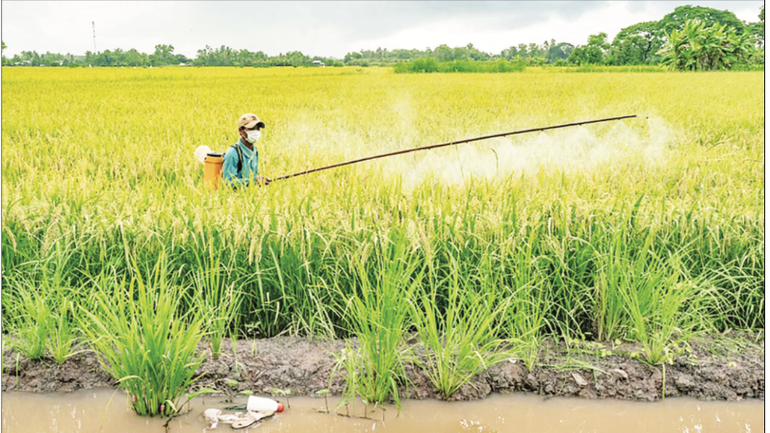 Residents of Khanh Binh Commune, Ca Mau Province, spray plant protection products on rice fields. (Photo HUYNH LAM) anh-man-hinh-2025-07-22-luc-060606-9816.png