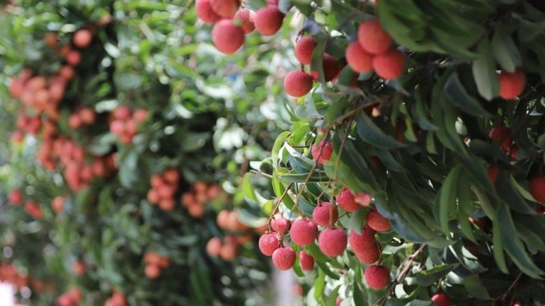 The lychee ripening season is also the time for eco-tourism to visit and pick lychees in the garden, attracting many tourists. (Photo: HNV) khachquocte2.jpg