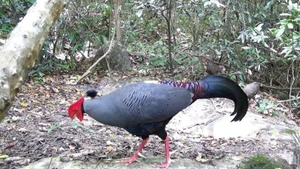 Siamese Fireback (Lopura diardi), listed in Viet Nam's Red Data Book, is recorded at the Ea So Nature Reserve. (Photo: VNA) 