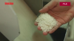 Video: Price of Viet Nam’s rice exports rises, businesses boost market diversification