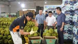 Packaging durian for export in Dak Lak. (Photo: Cong Ly)