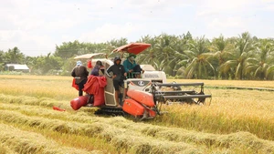 The Phat Tai Agricultural Cooperative in Chau Thanh Commune uses combined harvesters to reduce production costs.