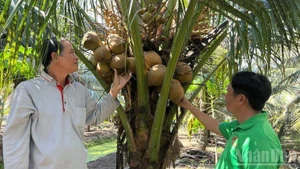 Coconut farming in line with organic standards in Tuong Da Commune, Vinh Long Province. (Photo: Hoang Trung)
