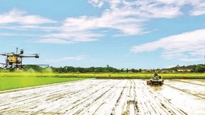 Mechanisation in high-quality rice cultivation at Tien Thuan Cooperative.