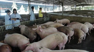 Pig farming in Dong Nai Province.