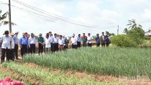 Experts and Can Tho leaders visit a shallot growing model in Vinh Chau Ward.