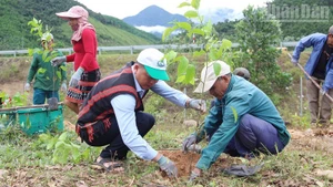 Local residents in Da Nang join a campaign to plant large timber trees.