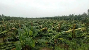 Application requirements for land rent exemptions and reductions on agricultural land areas affected by natural disasters are now clearly defined and simplified.