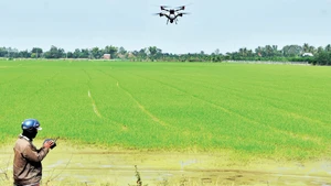 Farmers in My Thanh Commune, Dong Thap Province, use drones to spray fertiliser on rice fields.