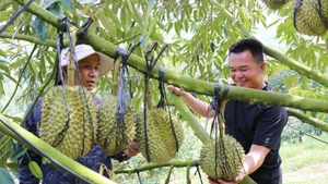 High-tech durian farming model at Sakura Farm in Dong Khanh Son commune, Khanh Hoa province. (Photo: VNA) 