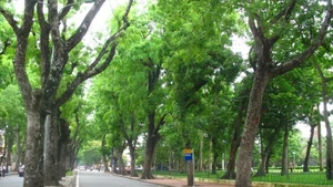 Ha Noi possesses a diverse system of urban trees, though planning has yet to be truly scientific.