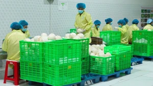 Packaging coconuts for export at an enterprise in Vinh Long Province. (Photo: Minh Anh)